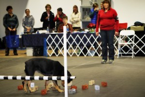 The dog is then given the one word command to find it sniffing each one,