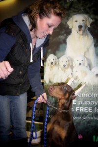 Doberman Pincher pup wouldn't look at the camera, just at his mom.