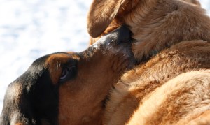 Naboo trying to get Max to play