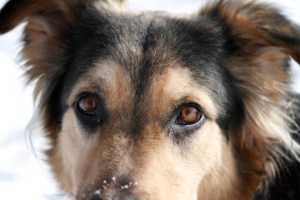 Beautiful Eyes To Melt Your Heart!