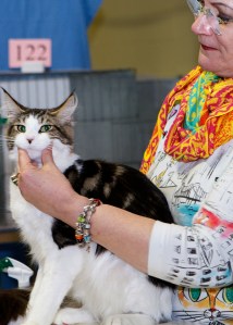 Judging-a-Maine-Coon-Cat
