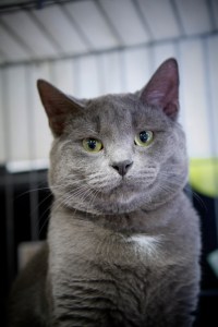 Blue-is-a-beautiful-grey-male-cat-up-for-adoption-with-his-brother