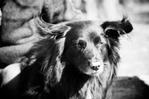 Juno-in-black-and-white