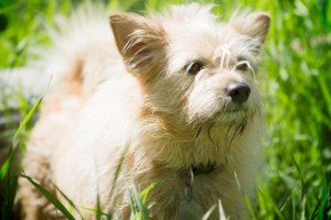 Baffin-the-pup-at-Southland-Park