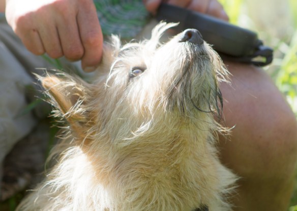 Baffin-Looking-Lovingly-at-Charlie