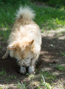 Baffin-the-dog-digging-to-China