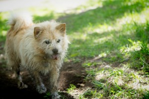 Baffin-the-dog-taking-a-break-from-some-fun-digging