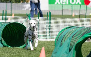 Coach-taking-tunnel-#2