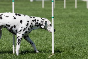 Dexter-goes-for-accuracy-over-speed-on-the-weave-poles