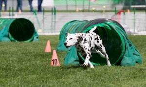 Coach-working-Tunnel -#3