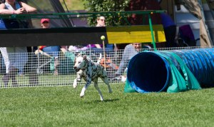 Dexter-speeding-out-of-tunnel-#1