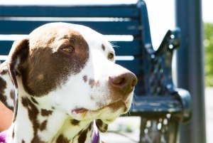 Dexter-the-Dalmatian