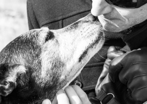 Trinity-the-bull-terrier-bordier-collie-cross